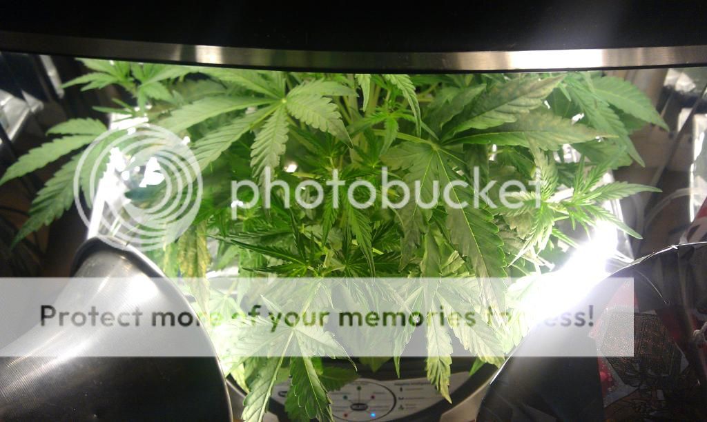 First time hydro grow, Aerogarden 7 Pro 100 | Page 6 | Grasscity Forums